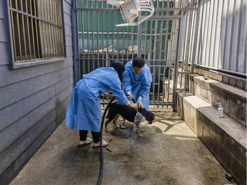  队员们积极适应驻地生活，给驻地犬洗澡
